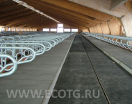 полы для животноводческих комплексов 3